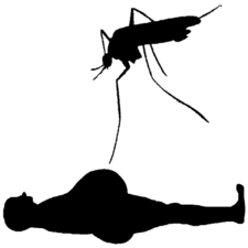 Lipomeiosi Illustration.png