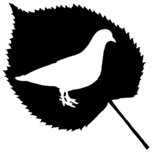 Pigeonplant Illustration.png